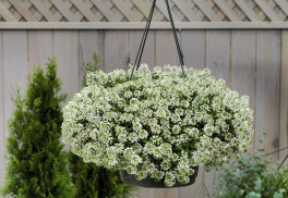 Lobulária – bohato a dlho kvitnúca letnička