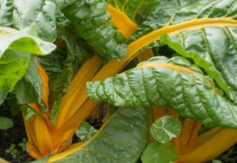 Mangold možno pestovať aj v okrasnej záhrade, stonky hýria farbami