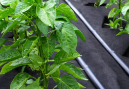 Textílie: pomocníci pri pestovaní 