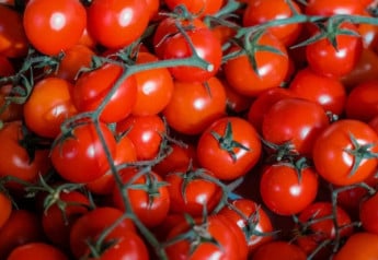 Ako pestovať divoké paradajky