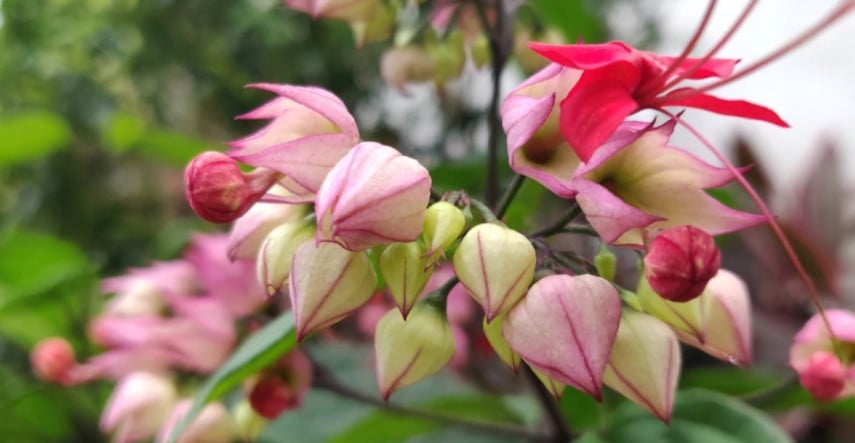 Blahoker čiže klerodendrón, ušľachtilá liana, ktorú možno pestovať v byte