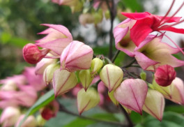 Blahoker čiže klerodendrón, ušľachtilá liana, ktorú možno pestovať v byte