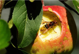 Účinné zbrane proti hmyzu