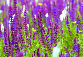 Šalvia ako liečivka i rastlina na okrasu