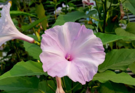 Rastliny do nádob pre rozkvitnutý letný balkón