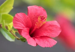 Exotické rastliny do kvetináča