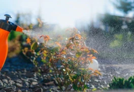 Ako chrániť úrodu bez chémie?