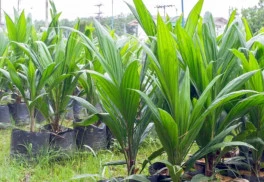 Palmy v slovenských záhradách – skúste ich aj vy