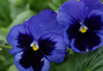 Nepremeškajte čas výsevu sirôtok