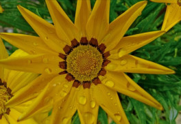 Krásnoočko, vďačná trvalka ako stvorená na suché leto