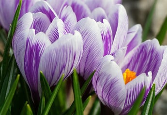 Čo robiť v auguste na záhrade?