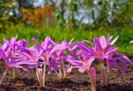 Jesienky - typické krásky s fialovými kvetmi
