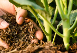 Nezabúdajte na jesenné hnojenie, rastliny vám budú vďačné