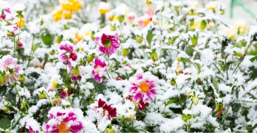 Zazimovanie rastlín - úspešné prečkanie zimných mesiacov