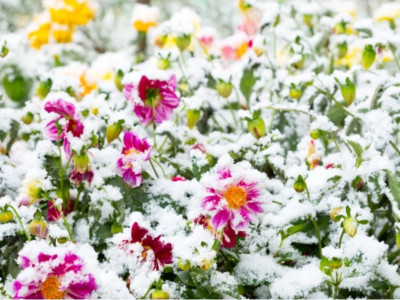 Zazimovanie rastlín - úspešné prečkanie zimných mesiacov