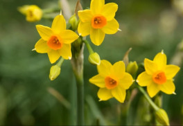 Vyznáte sa v narcisoch? Ich výsadba je najlepšia práve v tomto období