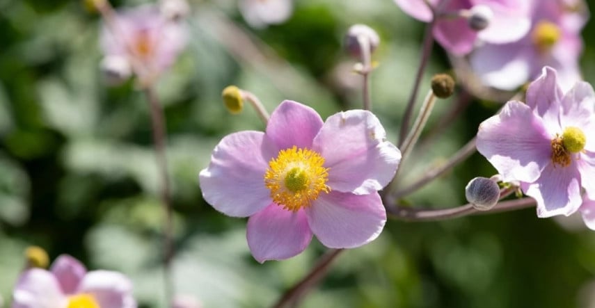 Temné kúty jesennej záhrady spestrí sasanka japonská