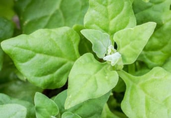 Na jeseň vysajte špenát pre skorý jarný zber