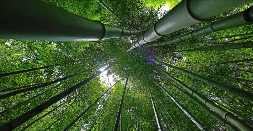 Bambusy je možné u nás pestovať celoročne
