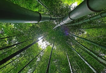 Bambusy je možné u nás pestovať celoročne