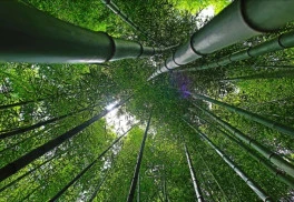 Bambusy je možné u nás pestovať celoročne