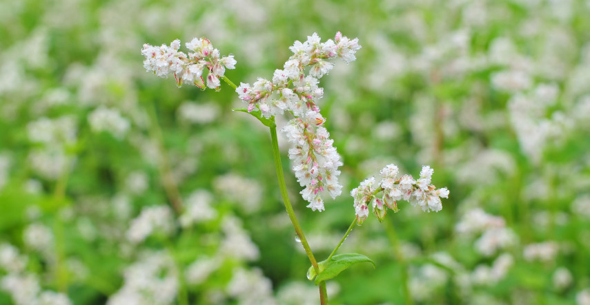 Pohánka, rastlina našich predkov