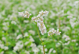 Pohánka, rastlina našich predkov