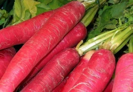 Reďkev môžete žať zo záhona ešte v novembri