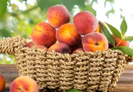 Všetko o pestovaní broskýň