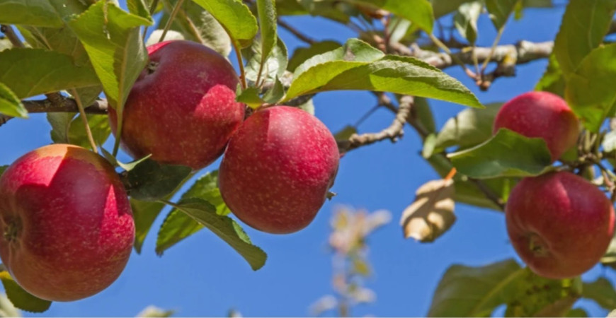Pestujeme ovocné stromy - jabloň