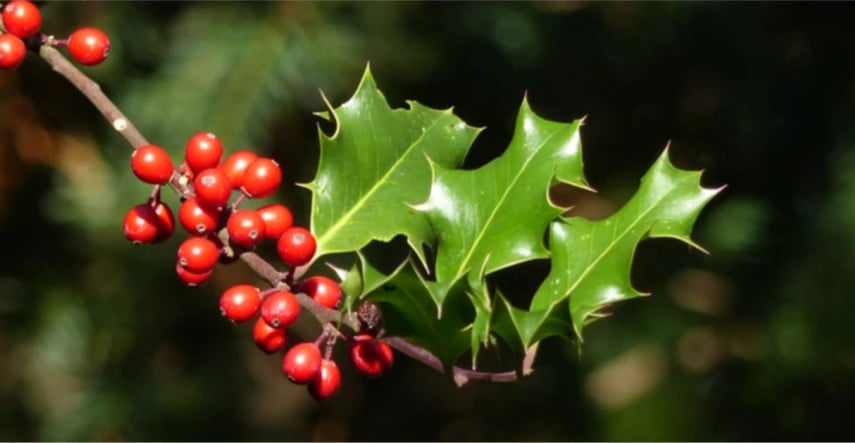 Symbolom Vianoc nemusí byť len vianočná hviezda