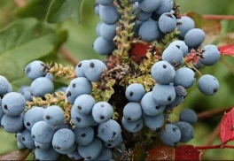 Aj v decembri môže byť záhrada krásna