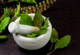 Tulsi - posvätná bylinka a jej použitie