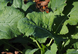 Ako na zelené hnojenie: náhrada za poctivý hnoj