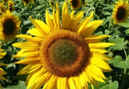 Slnečnica pre krásu, radosť aj úžitok, nemusí byť len žltá