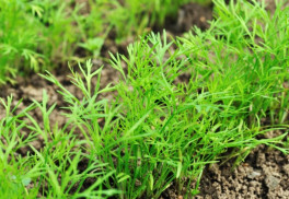 Vypestujte si voňavý kôpor na záhone, v kvetináči, na balkóne či parapete