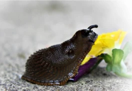 Ako bojovať so slimákmi