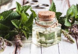 Mäta s vôňou čokolády? Spoznajte voňavé odrody liečivej byliny