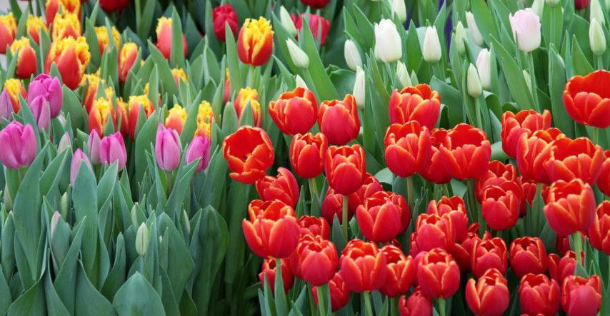 Sejeme v septembri – posledná zelenina pre tohtoročnú úrodu, ale i pre jarný zber