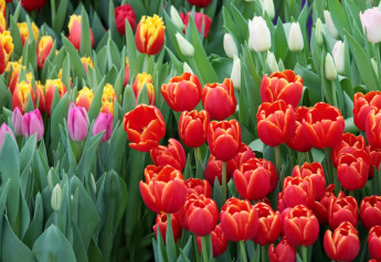 Sejeme v septembri – posledná zelenina pre tohtoročnú úrodu, ale i pre jarný zber