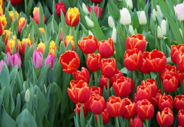 Sejeme v septembri – posledná zelenina pre tohtoročnú úrodu, ale i pre jarný zber