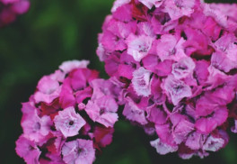 Klinček bradatý - kvet boha Dia