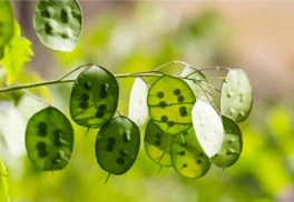 Poznáte Judášove peniažky? V prírode sú zákonom chránené