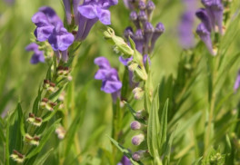 Abeceda byliniek - šišiak bajkalský