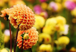 Georgíny, kvetiny našich babičiek, sú letnou i jesennou klasikou