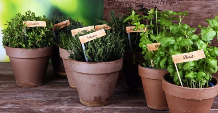 Skúste ochrániť zeleninu pred škodcami výsadbou byliniek