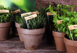 Skúste ochrániť zeleninu pred škodcami výsadbou byliniek