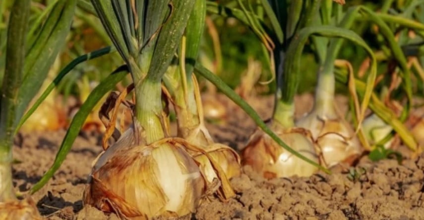 Cibuľová zelenina a ako ju pestovať