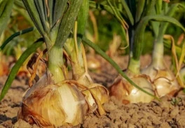 Cibuľová zelenina a ako ju pestovať