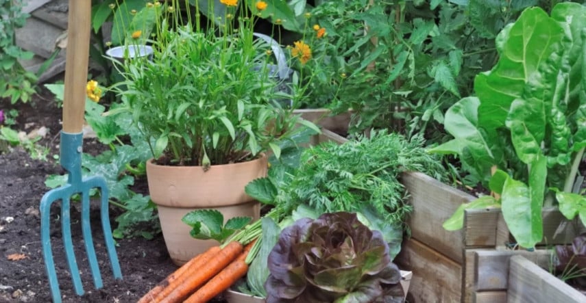 Záhradkári si dovolenku vziať nemôžu, prinášame júlové tipy pre starostlivosť o záhradu